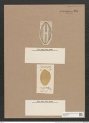 Navicula hennedyi var. granulata Grun. (de-Toni-Nr.: Genus 1, Species 364) Zeichnungen Sammlung Grunow Nr. 827 (NHMW-BOT-W0367256)